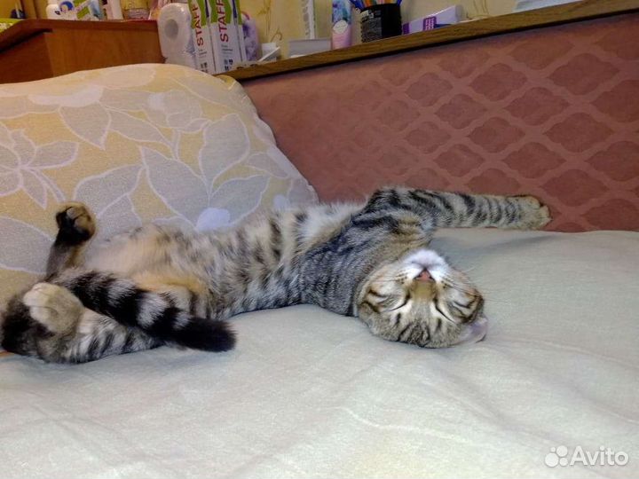 Отдам в дар кошка