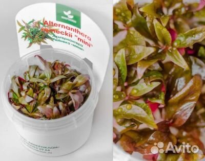 Меристемные растения