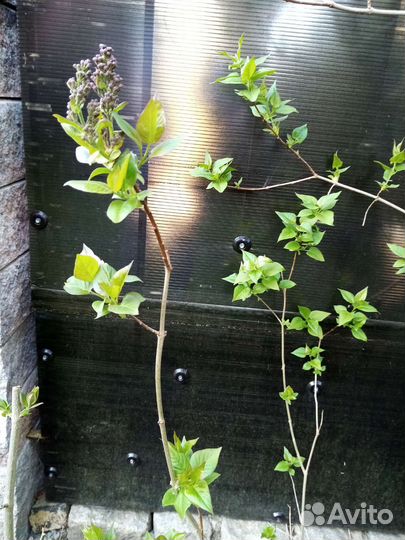 Сирень сортовая