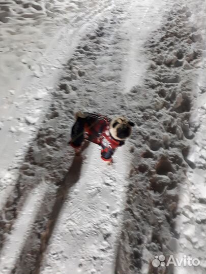 Комбинезон для маленькой собаки