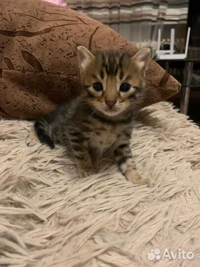 Бенгальская