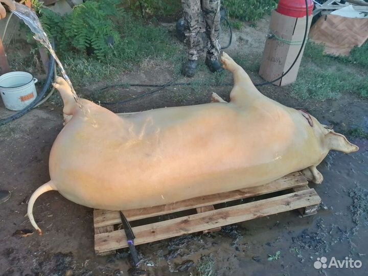 Мясо, свинина домашняя