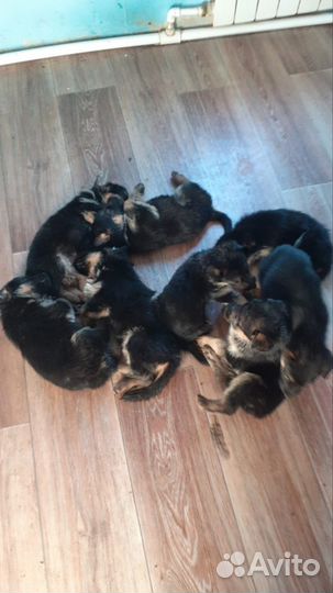 Немецкая овчарка