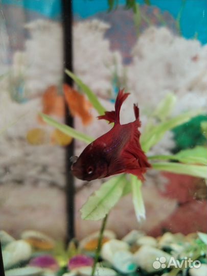 Рыбки петушки