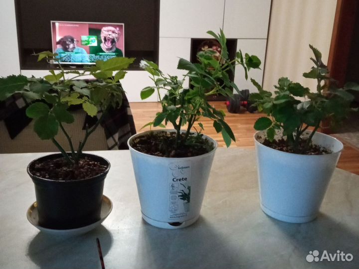 Роза. Комнатная