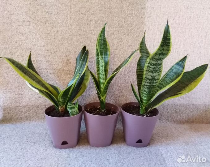 Сансевиерия