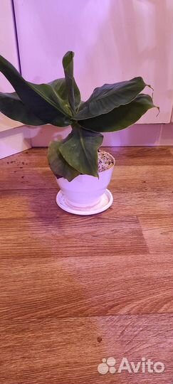 Продам молодой декоративный банан