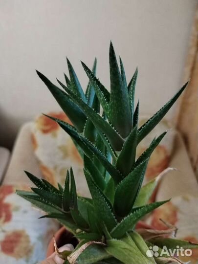 Суккуленты