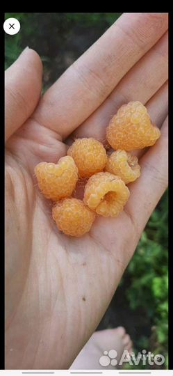 Саженцы желтой малины