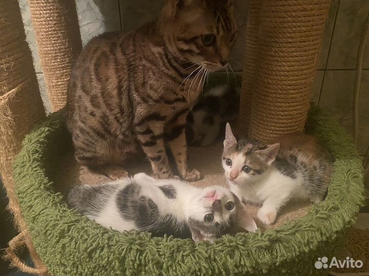 Котята метисы бенгальской кошки