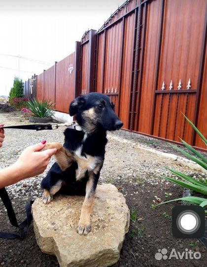Отдам щенка в хорошие