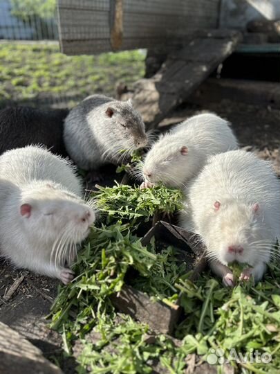 Продам нутрий