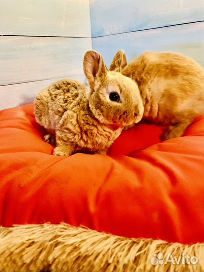 Породистые мини кролики