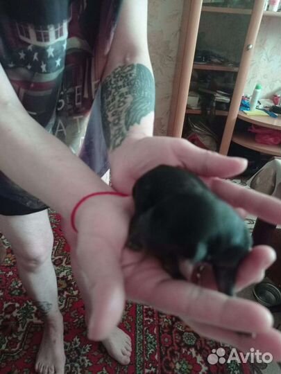 Продам щенят мини той-терьер