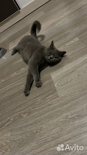 Британская кошка вязка