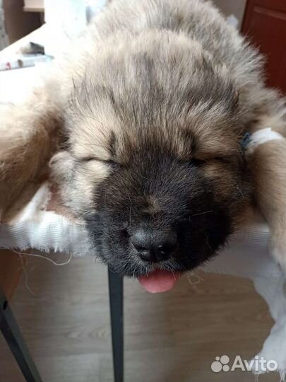 Ветеринар на дом.Кесарево, родовспоможение