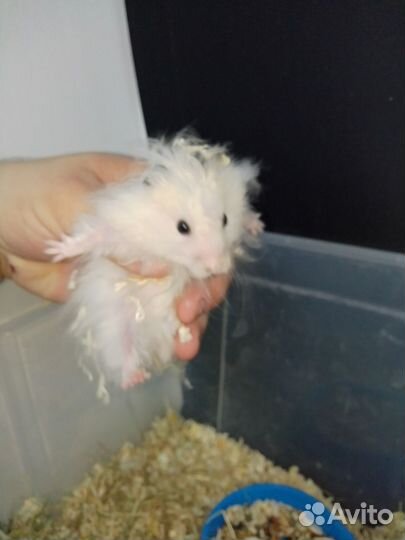 Сирийский хомяк