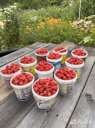 Малина Байкальская