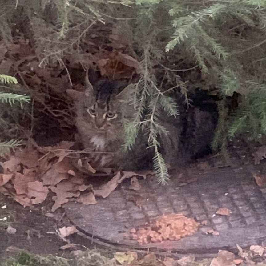 Котенька под ёлочкой