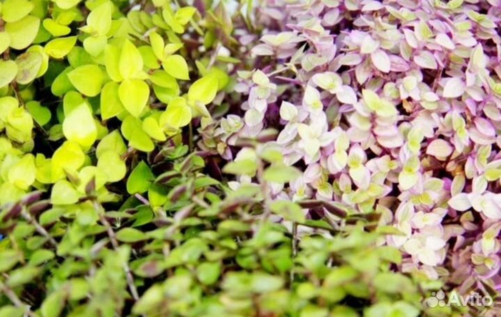 Коллизия розовая пантера Бьянка зелёная желтая