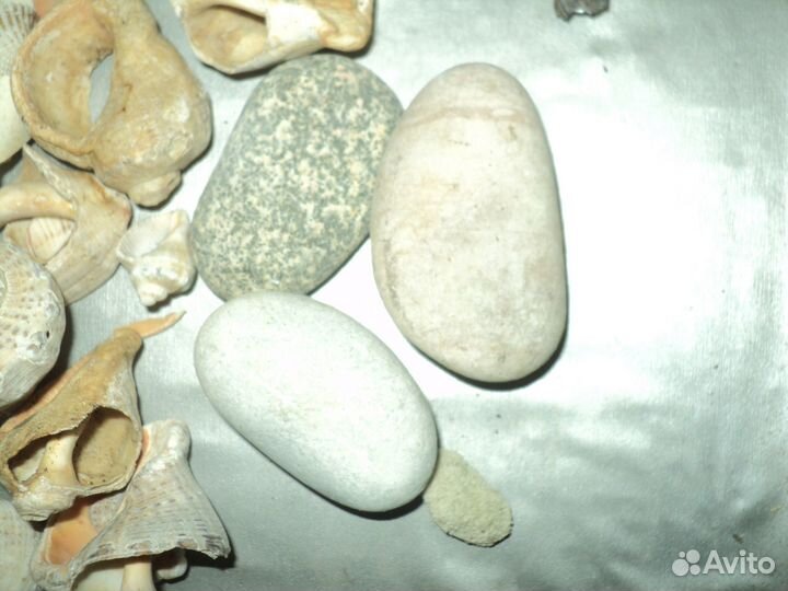 Морские ракушки и камни