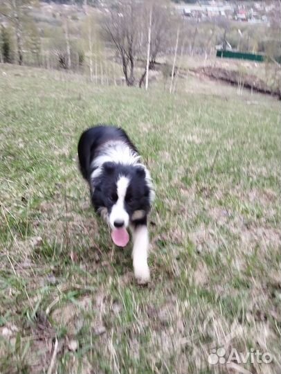 Бордер колли