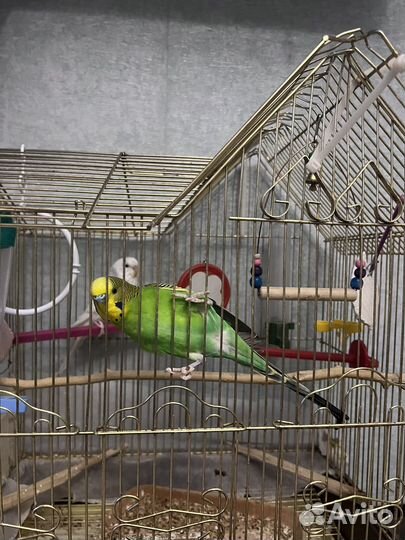 Волнистый попугай ручной