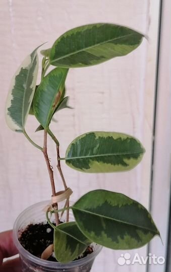 Фикус бенджамина голден кинг