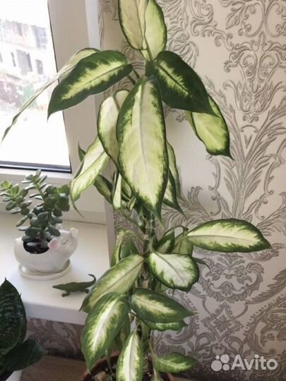 Диффенбахия Камилла