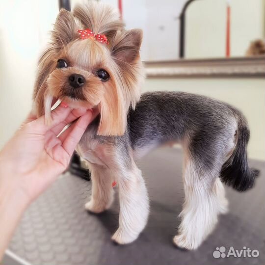 Стрижка Йорк и Бивер