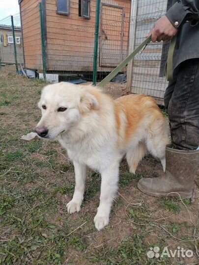 Шикарная, пушистая Снежана ищет дом в добрые руки