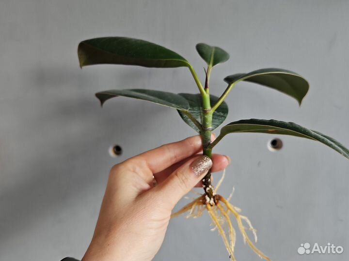 Фикус эластика каучуконосный