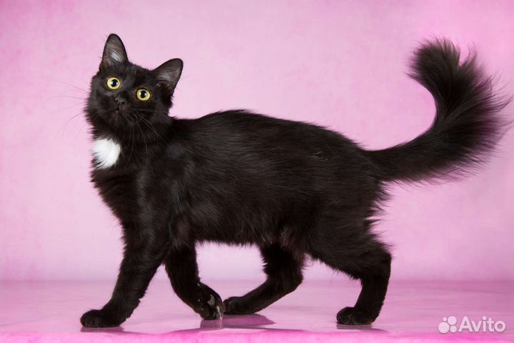 Котёнок девочка