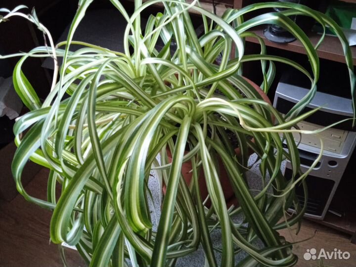 Традесканция, хлорофитум, колумнея, каланхоэ