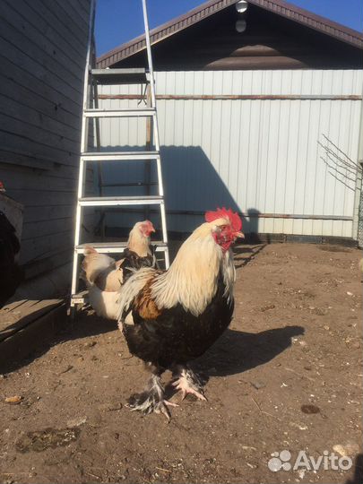 Голошейка, Фавероль. Цыплята, яйцо инкубационное