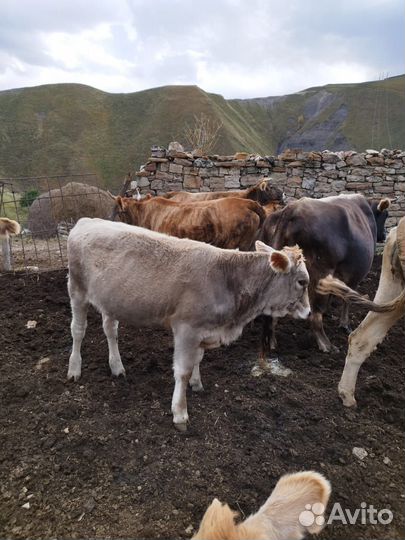 Телята, телки