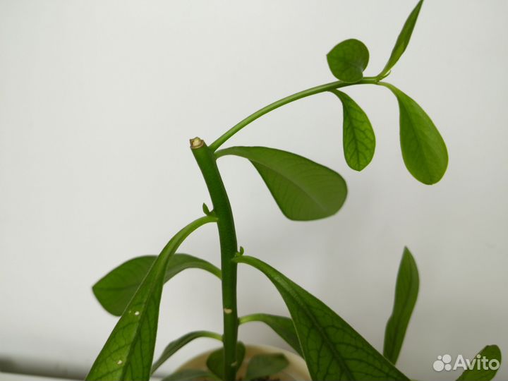 Молочай синадениум