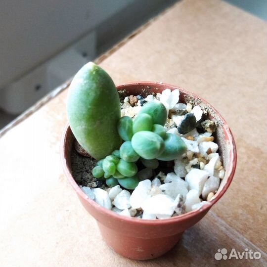 Литопсы и другие суккуленты