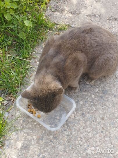 Кошки в добрые руки породистые