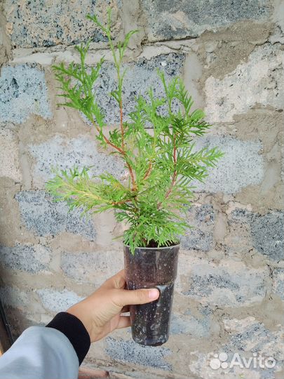 Туя смарагд