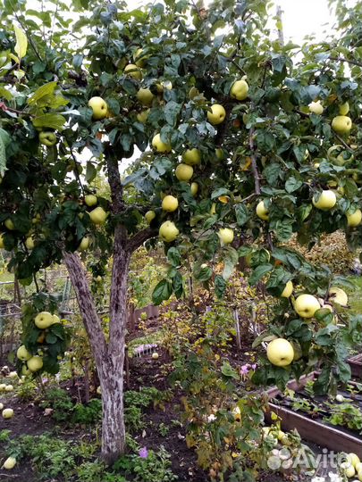 Яблоки Антоновка домашние