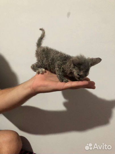 Донской сфинкс