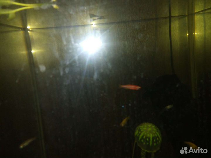 Набор рыбки