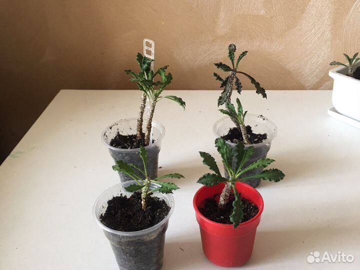 Эуфорбия суккулент