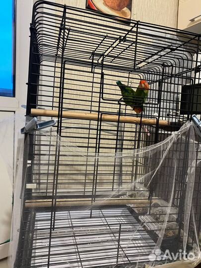 Пара неразлучников(мальчик и девочка) с большой кл