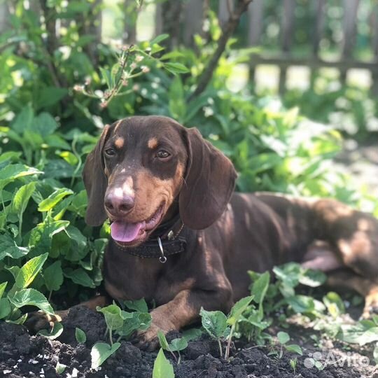 Кабель Таксы для вязки