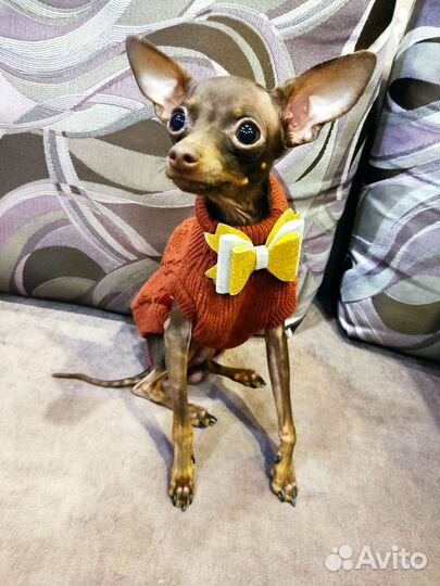 Вязка собак мини той терьер