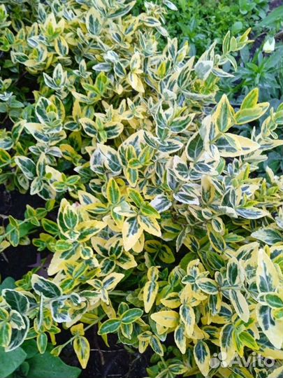 Садовые цветы