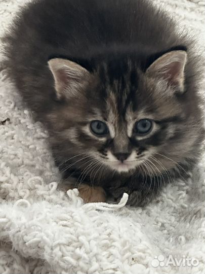 Курильский бобтейл