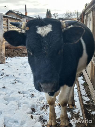 Бык.овечки и бараны